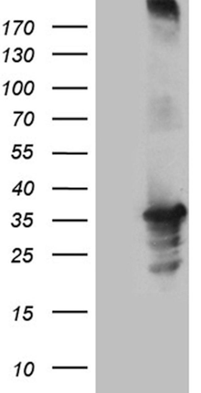 C16orf57 Antibody in Western Blot (WB)