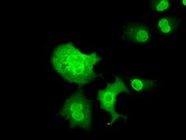 C16orf72 Antibody in Immunocytochemistry (ICC/IF)