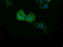 C16orf72 Antibody in Immunocytochemistry (ICC/IF)