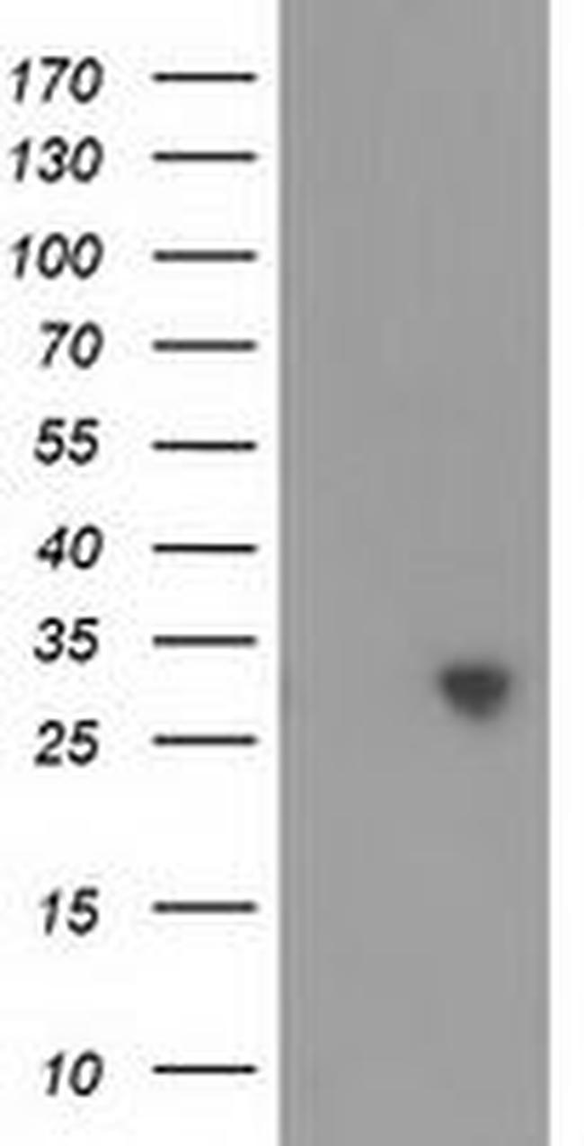 C16orf72 Antibody in Western Blot (WB)