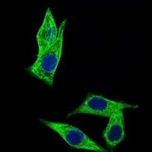 C17orf53 Antibody in Immunocytochemistry (ICC/IF)