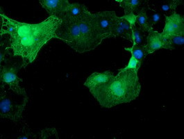 C17orf37 Antibody in Immunocytochemistry (ICC/IF)