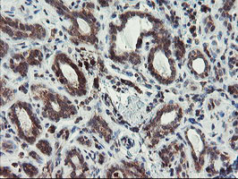 C17orf37 Antibody in Immunohistochemistry (Paraffin) (IHC (P))