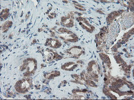 C17orf37 Antibody in Immunohistochemistry (Paraffin) (IHC (P))