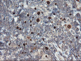 C17orf37 Antibody in Immunohistochemistry (Paraffin) (IHC (P))