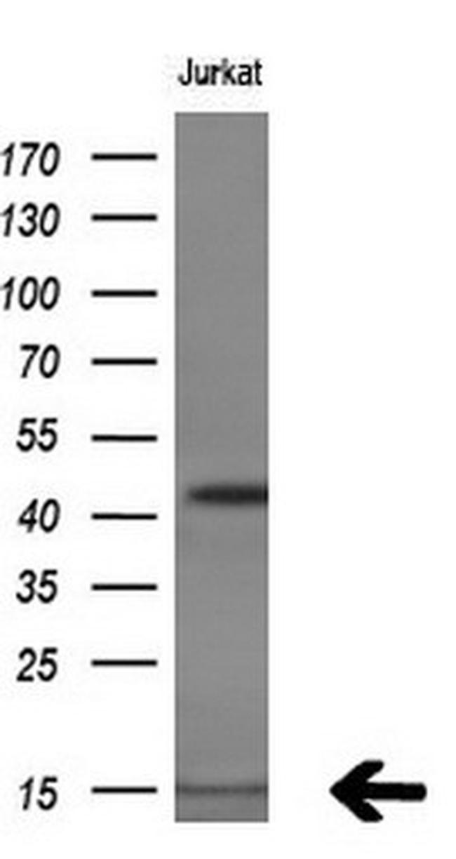 C17orf37 Antibody in Western Blot (WB)