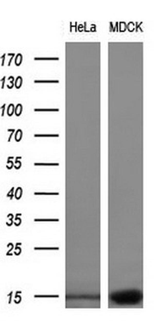 C17orf37 Antibody in Western Blot (WB)