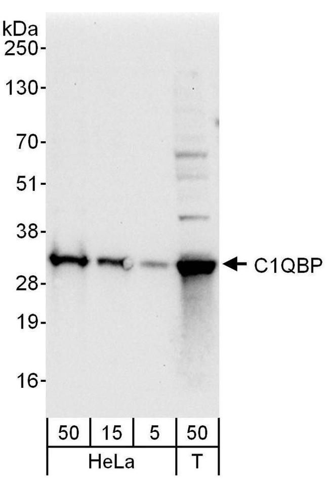C1QBP Antibody in Western Blot (WB)