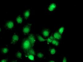 C1S Antibody in Immunocytochemistry (ICC/IF)