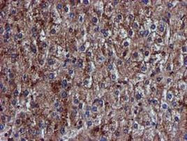 C1S Antibody in Immunohistochemistry (Paraffin) (IHC (P))