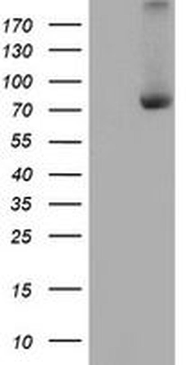 C1S Antibody in Western Blot (WB)