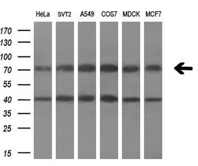 C1S Antibody in Western Blot (WB)