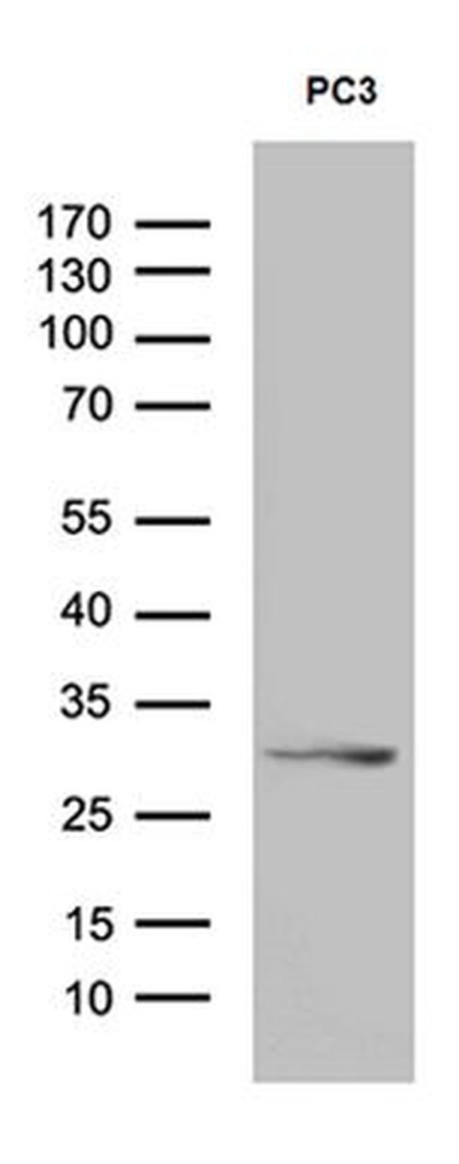 C1orf111 Antibody in Western Blot (WB)