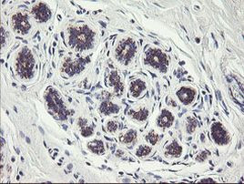 C1orf151 Antibody in Immunohistochemistry (Paraffin) (IHC (P))