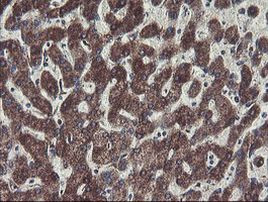 C1orf151 Antibody in Immunohistochemistry (Paraffin) (IHC (P))