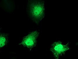 C1orf50 Antibody in Immunocytochemistry (ICC/IF)