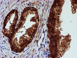 C1orf50 Antibody in Immunohistochemistry (Paraffin) (IHC (P))