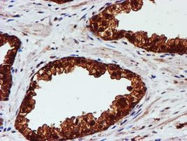 C1orf50 Antibody in Immunohistochemistry (Paraffin) (IHC (P))