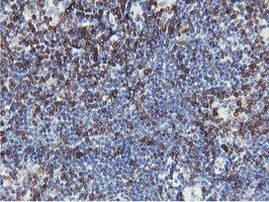 C20orf3 Antibody in Immunohistochemistry (Paraffin) (IHC (P))