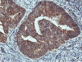 C20orf3 Antibody in Immunohistochemistry (Paraffin) (IHC (P))