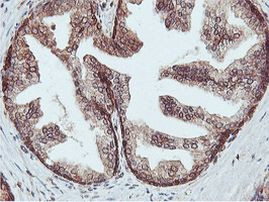 C20orf3 Antibody in Immunohistochemistry (Paraffin) (IHC (P))