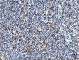 C20orf3 Antibody in Immunohistochemistry (Paraffin) (IHC (P))