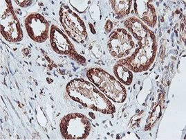 C20orf3 Antibody in Immunohistochemistry (Paraffin) (IHC (P))