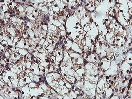 C20orf3 Antibody in Immunohistochemistry (Paraffin) (IHC (P))