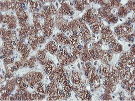 C20orf3 Antibody in Immunohistochemistry (Paraffin) (IHC (P))