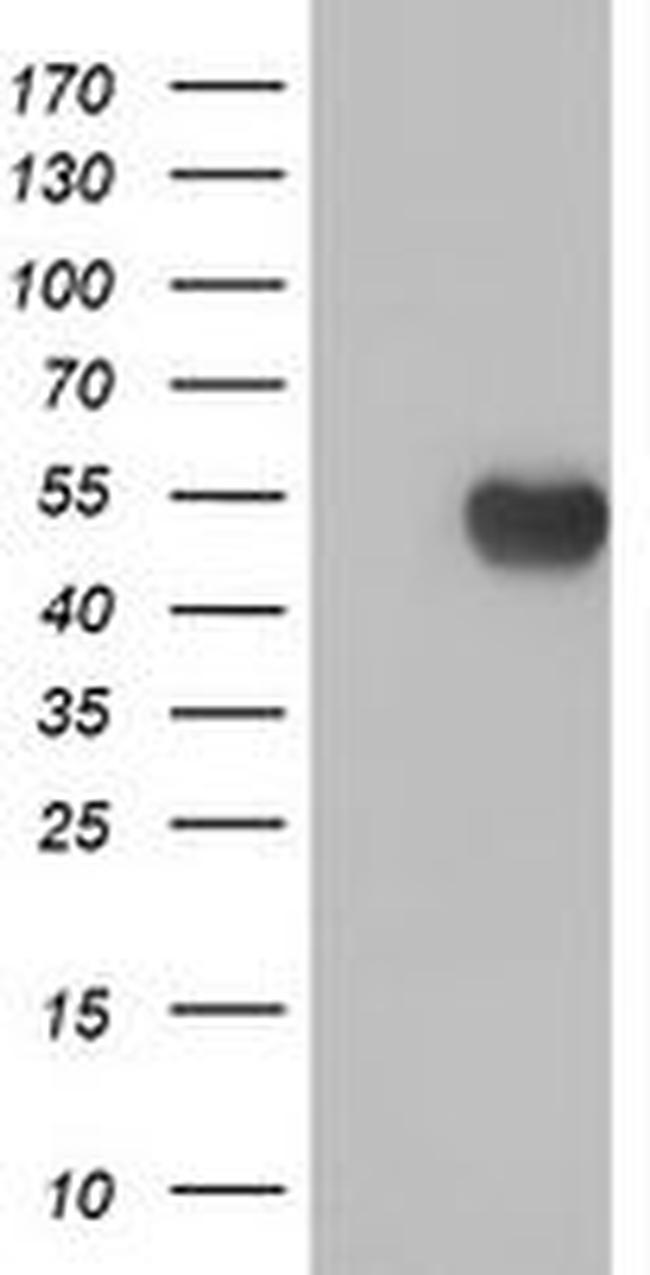 C20orf3 Antibody in Western Blot (WB)