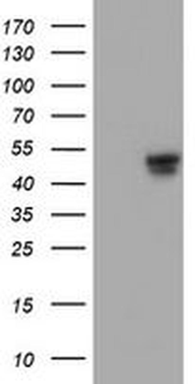 C20orf3 Antibody in Western Blot (WB)