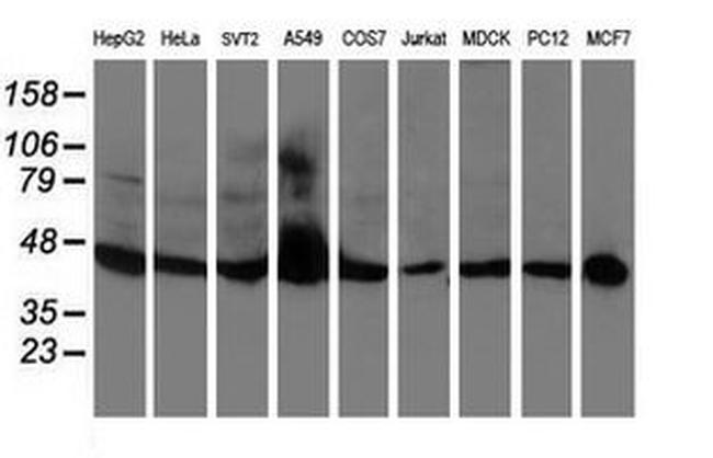 C20orf3 Antibody in Western Blot (WB)