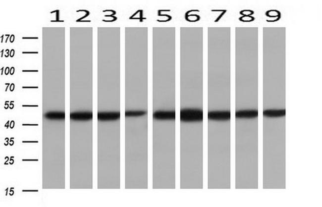 C20orf3 Antibody in Western Blot (WB)