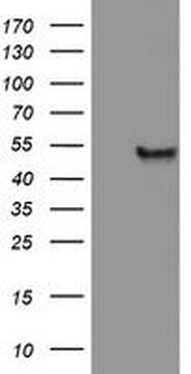 C20orf3 Antibody in Western Blot (WB)