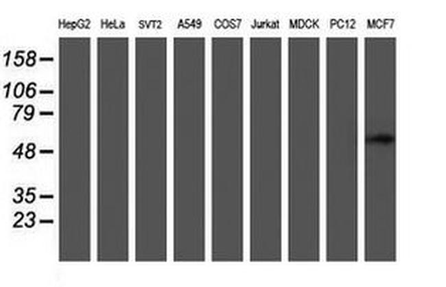 C20orf3 Antibody in Western Blot (WB)