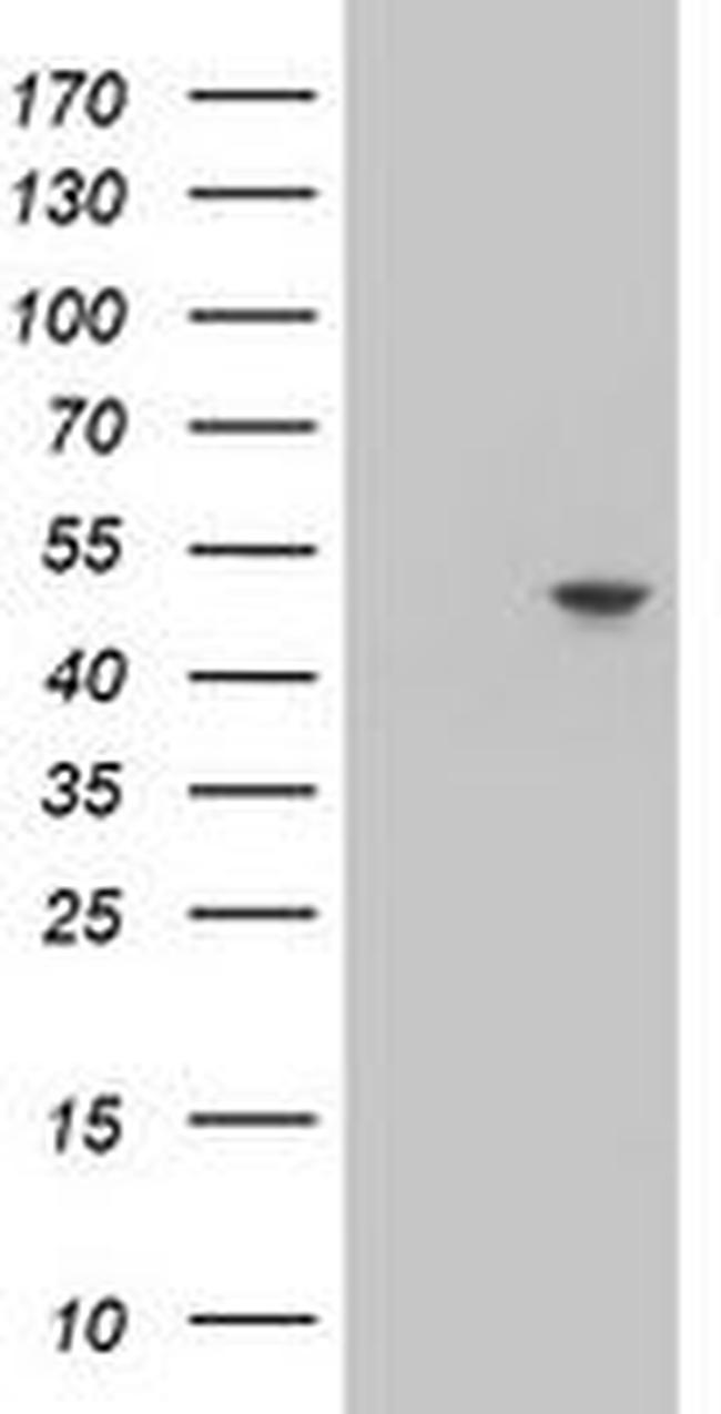 C20orf3 Antibody in Western Blot (WB)