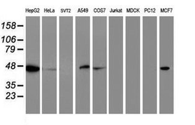 C20orf3 Antibody in Western Blot (WB)