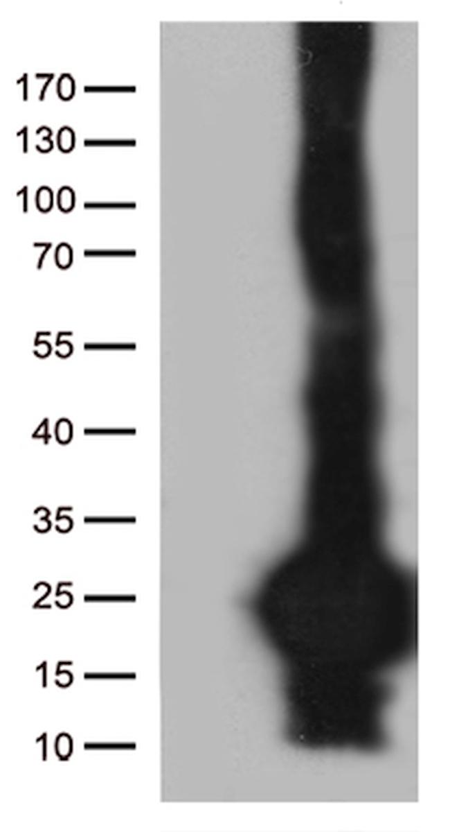 C20orf79 Antibody in Western Blot (WB)