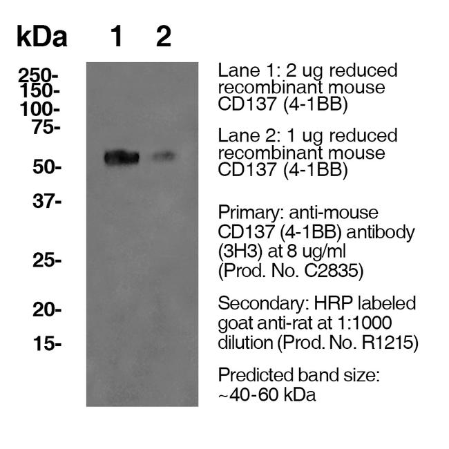 4-1BB Antibody in Western Blot (WB)