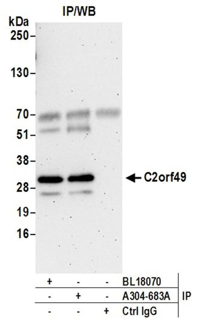 C2orf49 Antibody in Immunoprecipitation (IP)