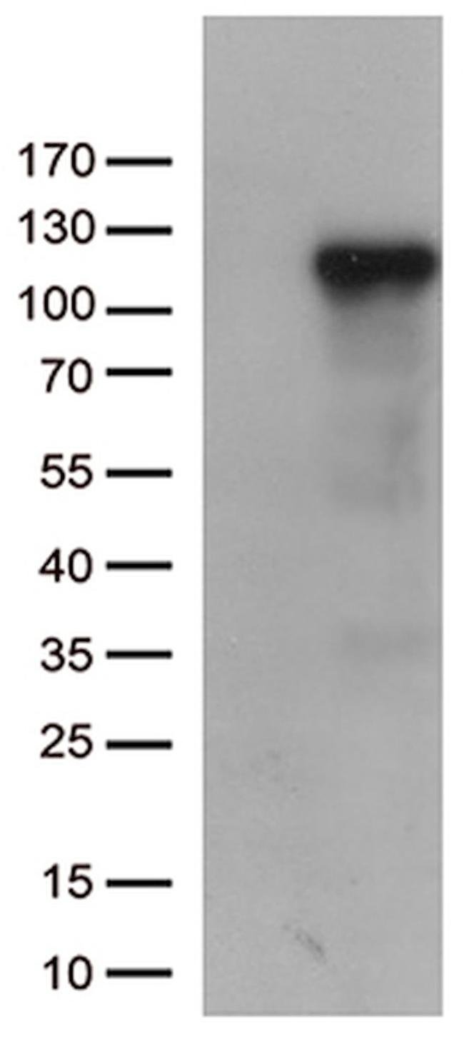 C6 Antibody in Western Blot (WB)