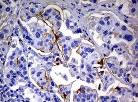 CA19-9 Antibody in Immunohistochemistry (Paraffin) (IHC (P))