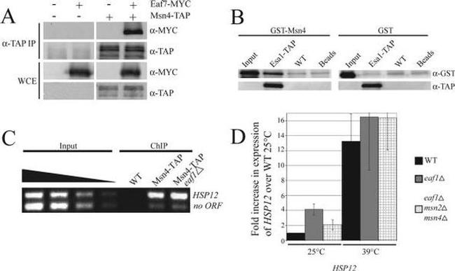 GST Tag Antibody in Western Blot (WB)