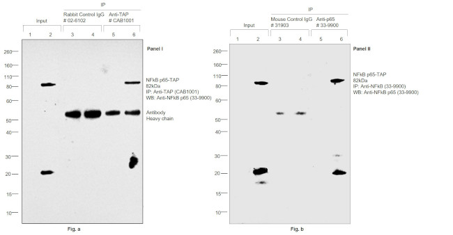 TAP Tag Antibody in Immunoprecipitation (IP)