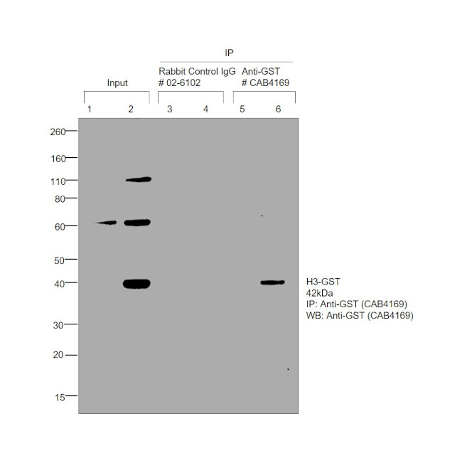 GST Tag Antibody in Immunoprecipitation (IP)