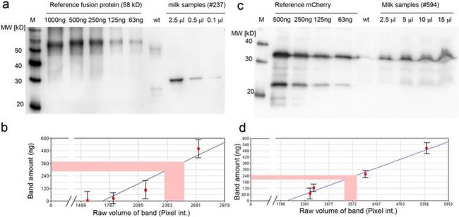 eGFP Antibody in Western Blot (WB)