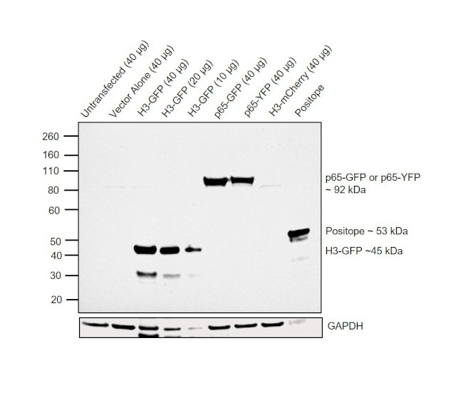 eGFP Antibody