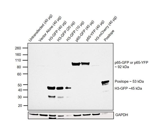 eGFP Antibody in Western Blot (WB)