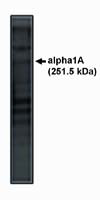 CaV2.1 Antibody in Western Blot (WB)