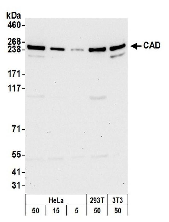 CAD Antibody in Western Blot (WB)